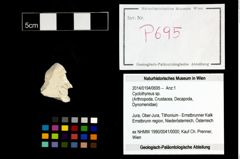 Foto (Objekt + Etikett) von Cyclothyreus sp.  (NHMW-GEO-2014-0194-0695)
